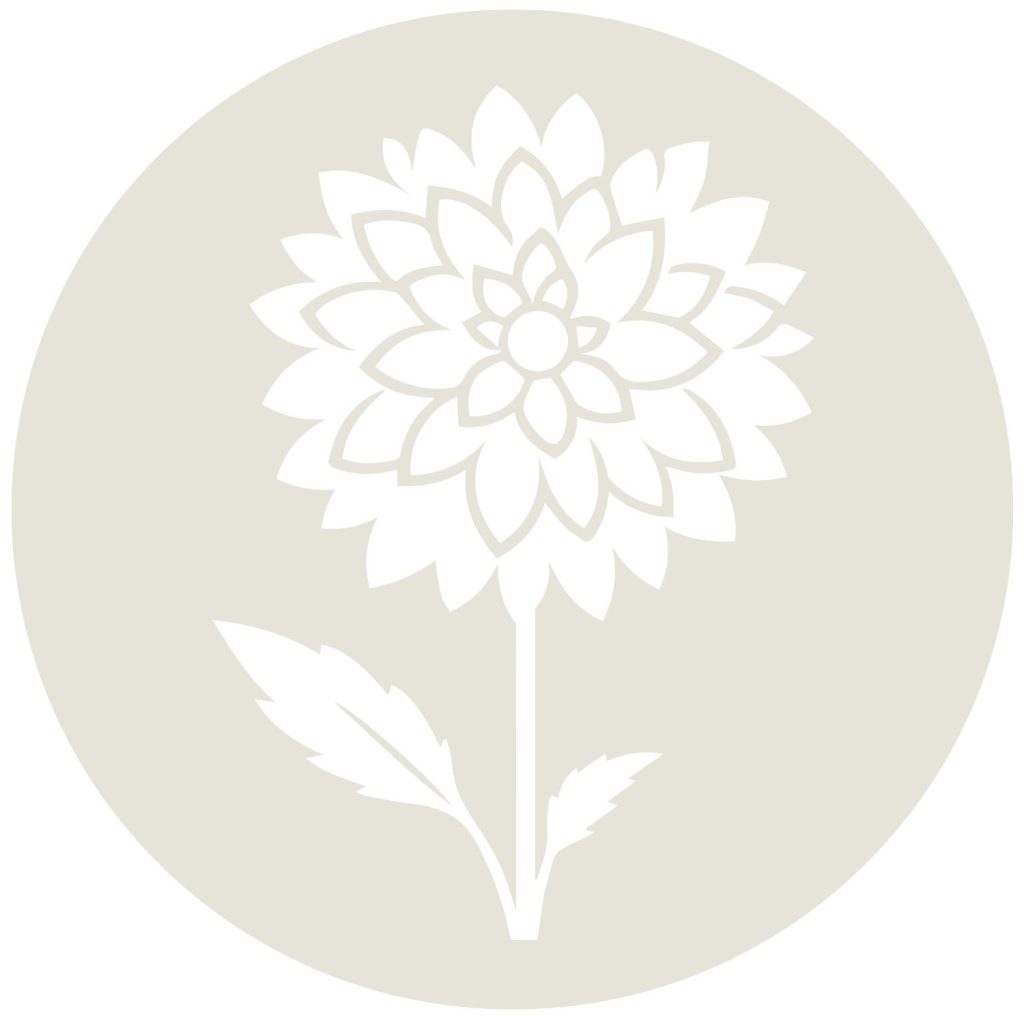 An illustration of a dahlia flower