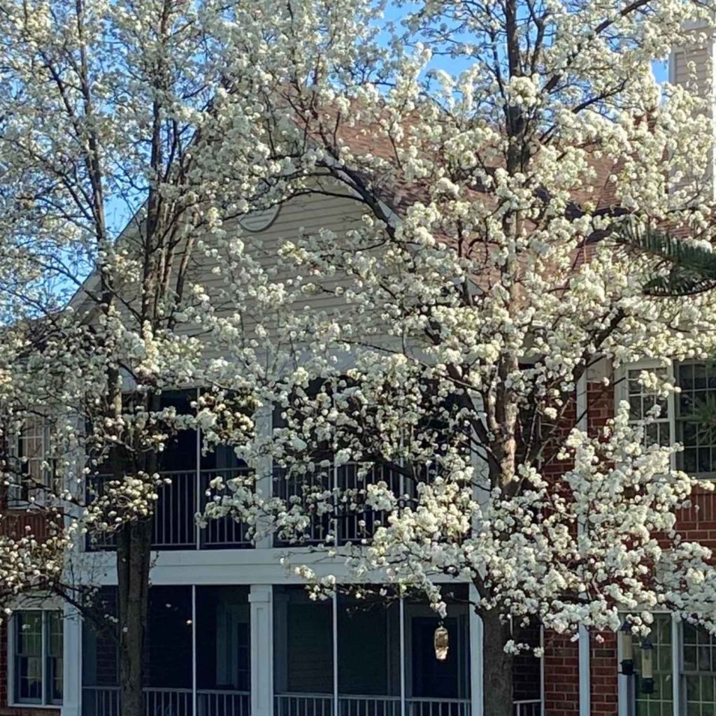 Cherry blossoms at the apartments at the Highlands